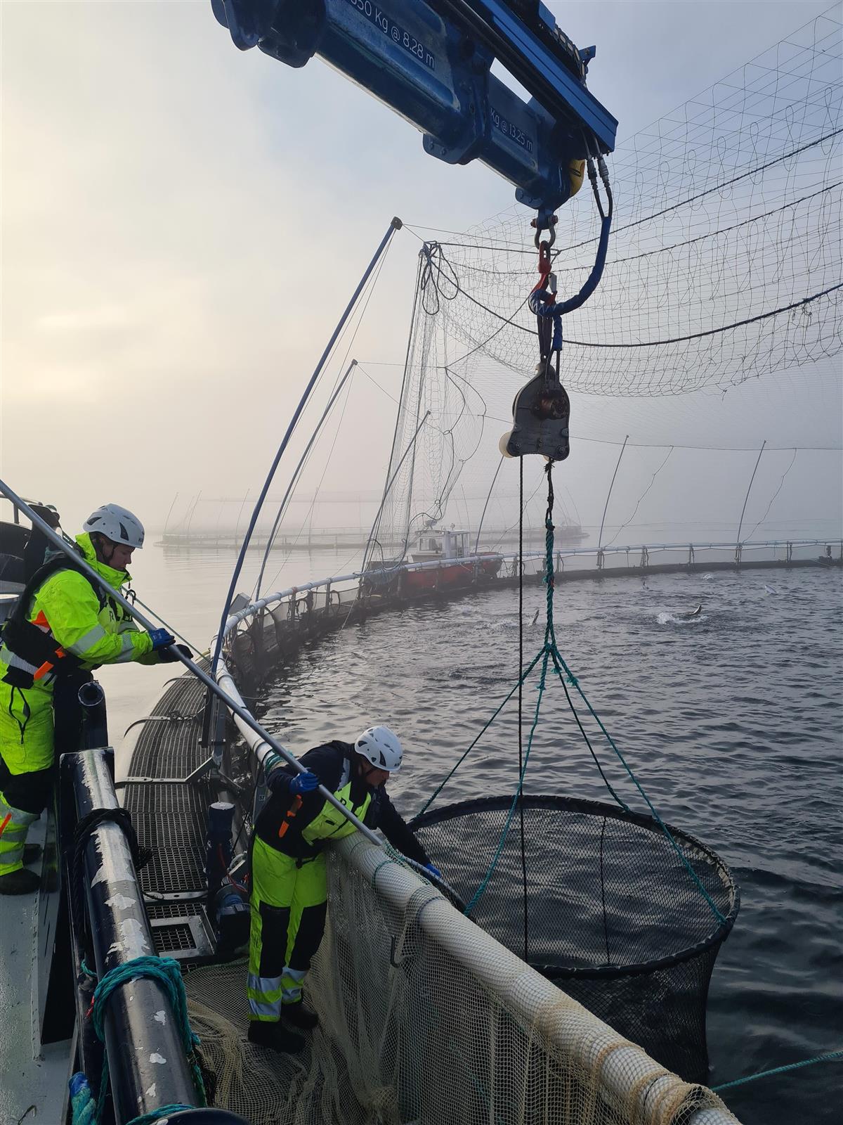 To elever røkter oppdrettsfisk i merder på fjorden - Klikk for stort bilde
